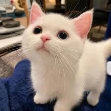 Danish Taimoor avatar